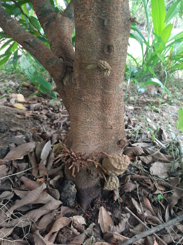 This is a one of beautiful fruit in my garden. Local Name:  Naminan/ Nan-Nan