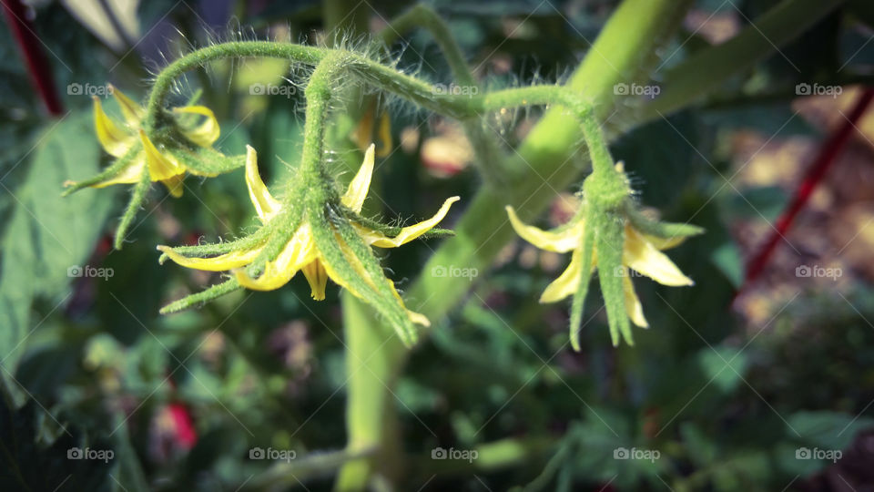 Tomato Blooms