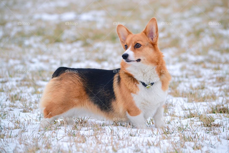 Welsh corgi pembroke