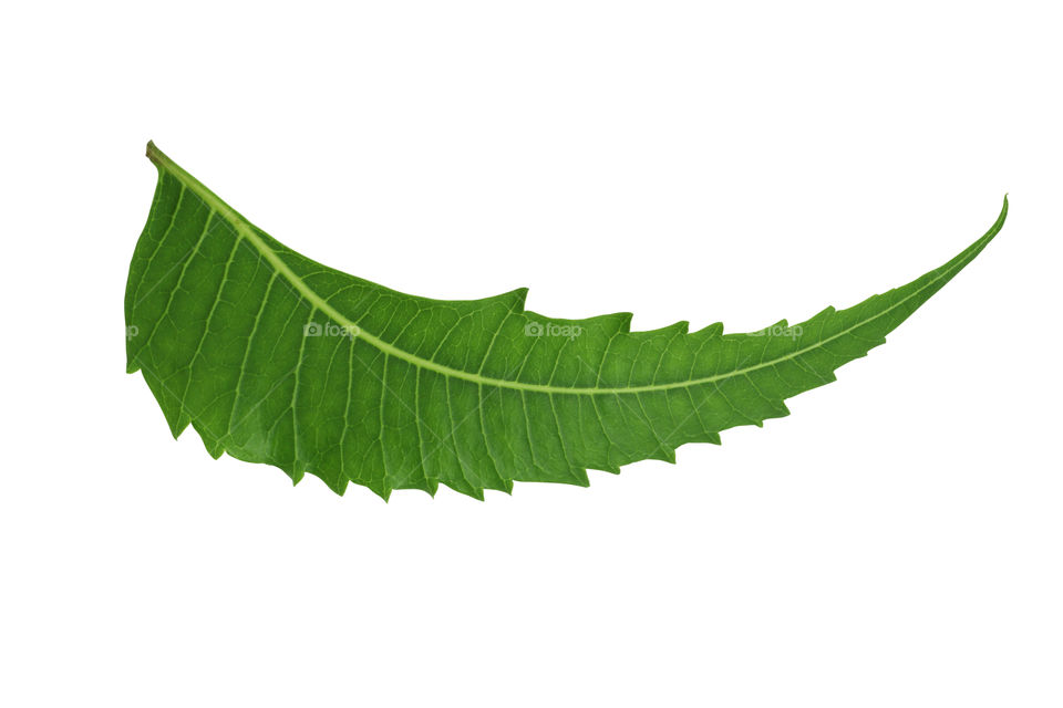 Closeup of Indian neem leaf