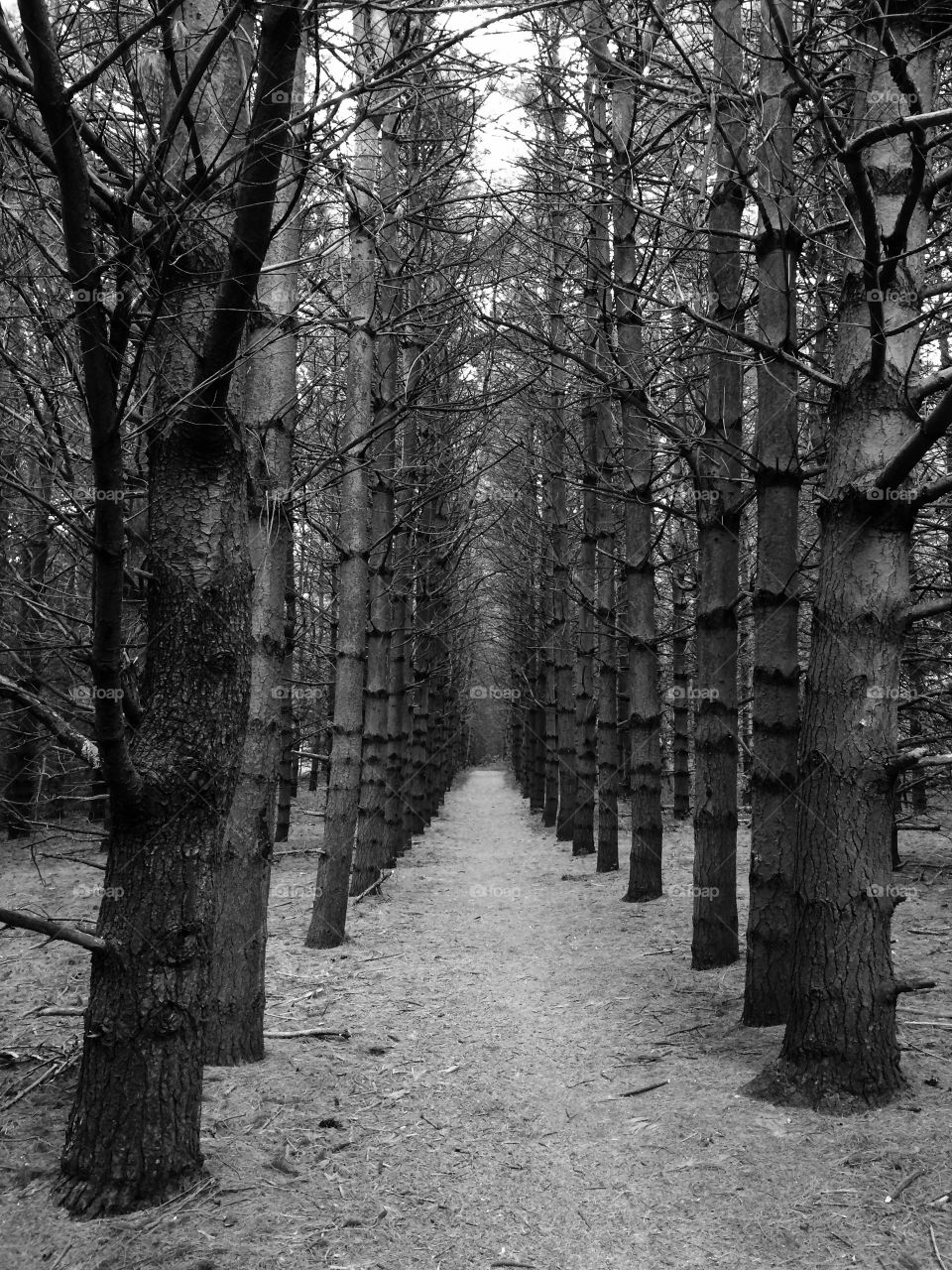 Forest walk among the trees