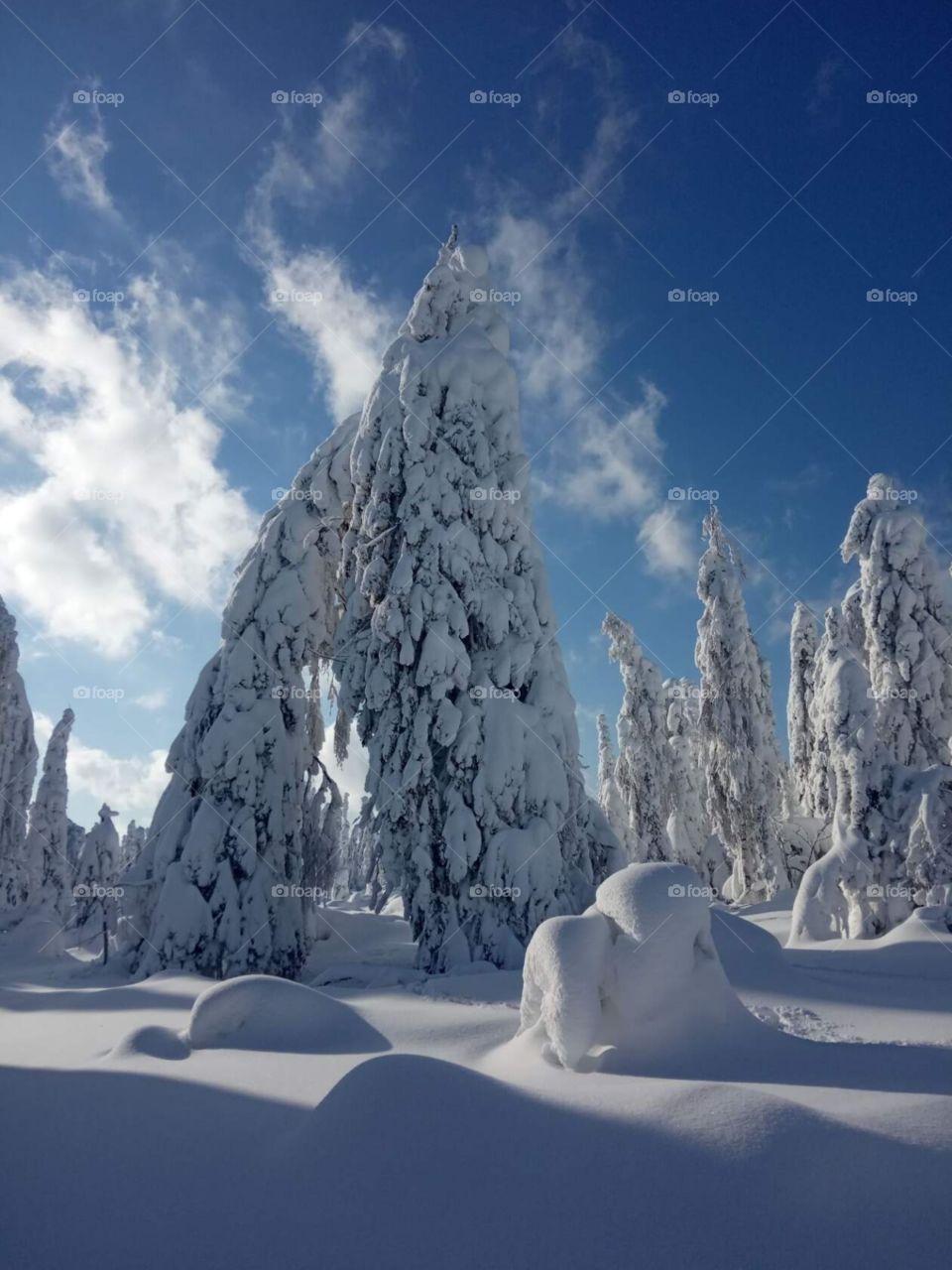 Winter ❄️❄️❄️