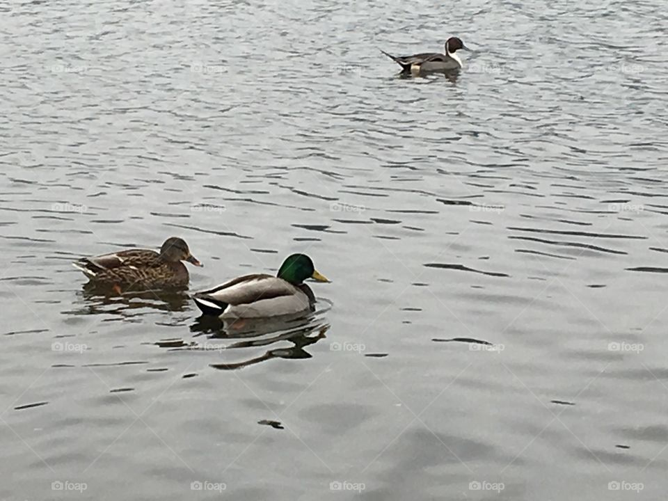 Ducks