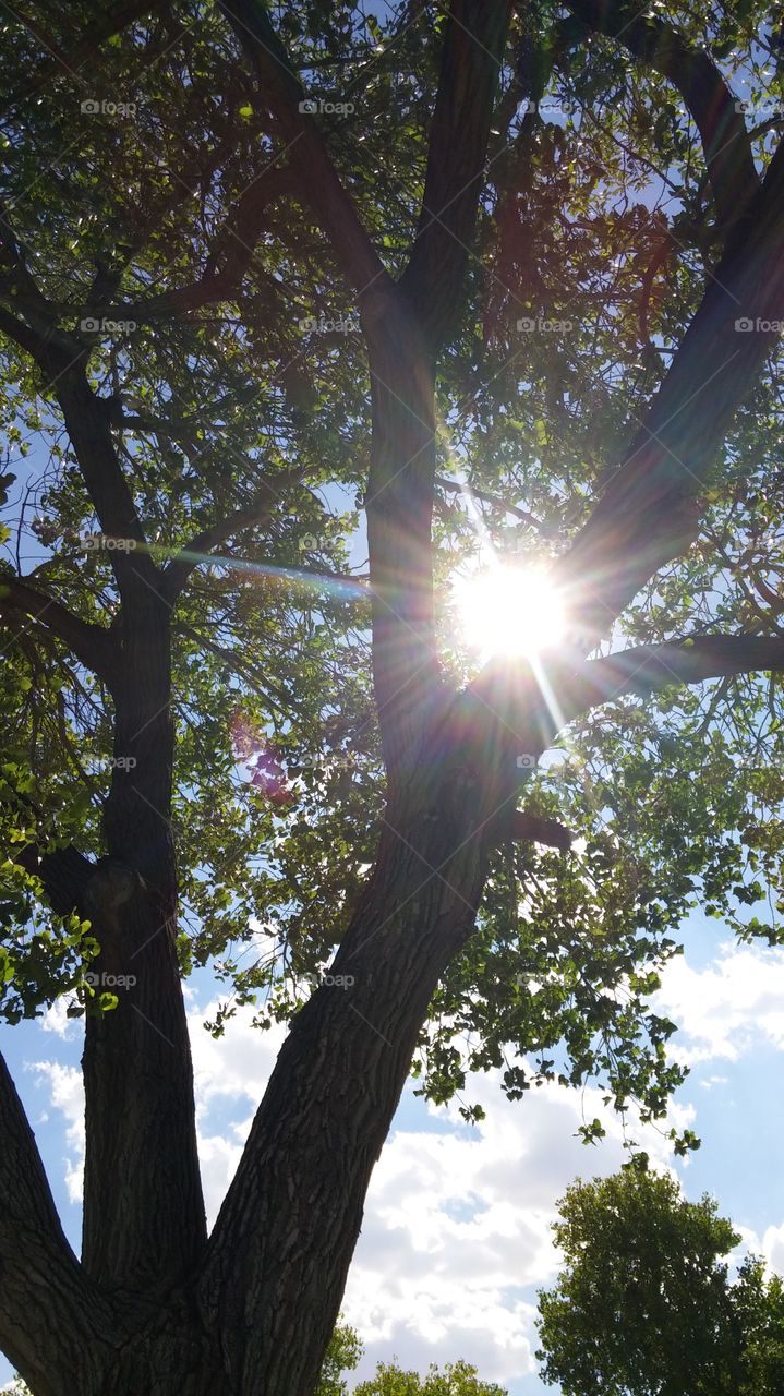 Capturing the sun through the branches