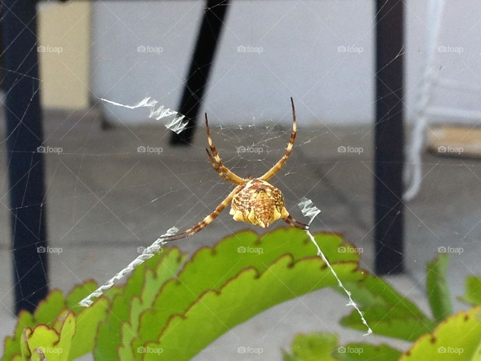 Spider spiderweb 