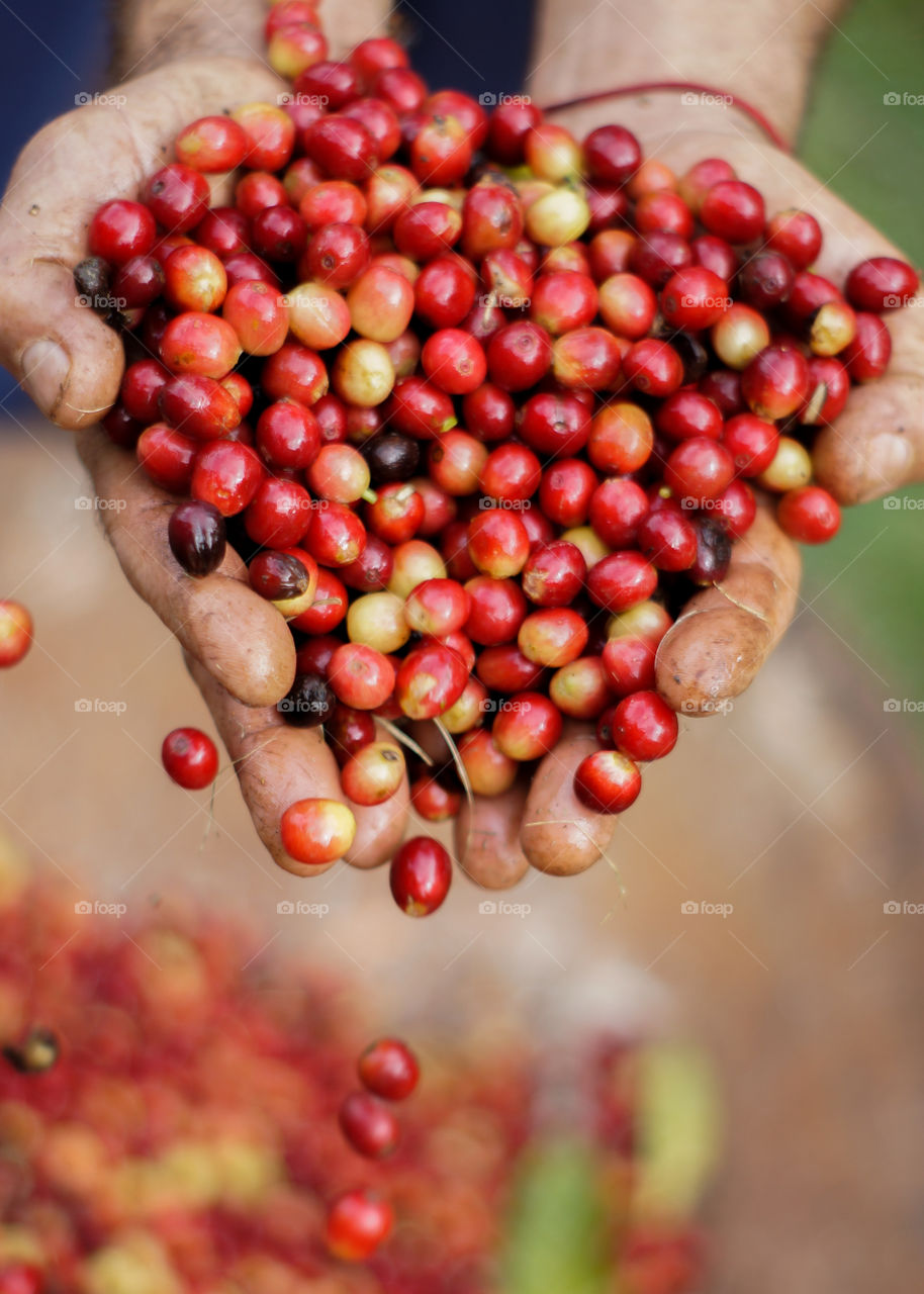Person's hand with freshly picked coffee cherries