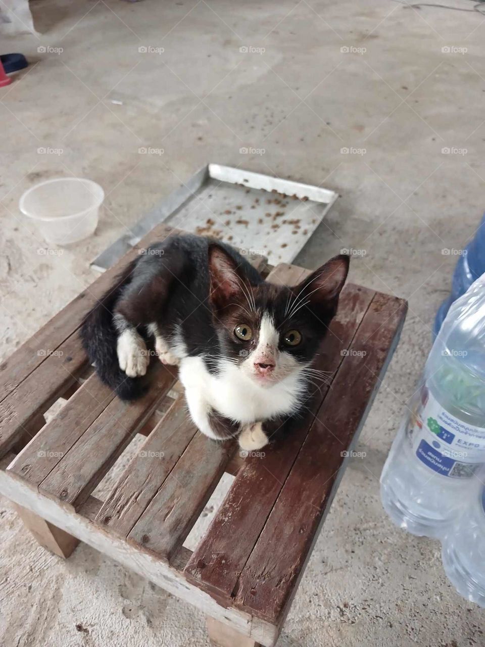 This kitten is looking at my face.