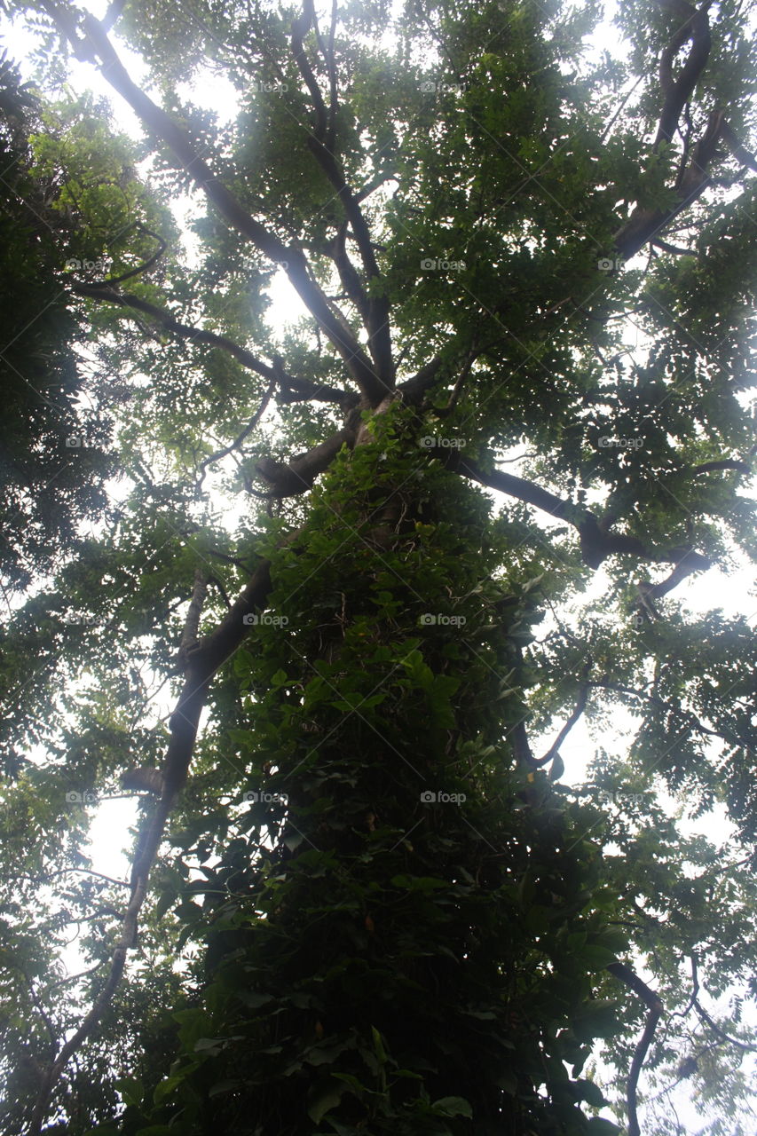 Tall lush tree with plants growing on it