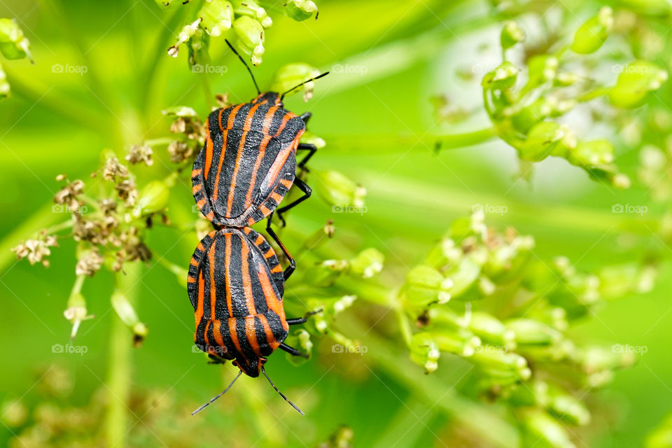 closeup view of the italian striped bug graphosoma lineatum italicum mating on blurred green background