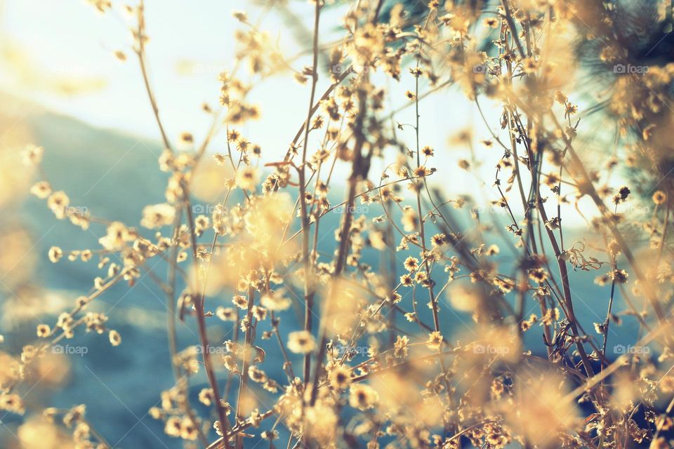 garden flower colour view