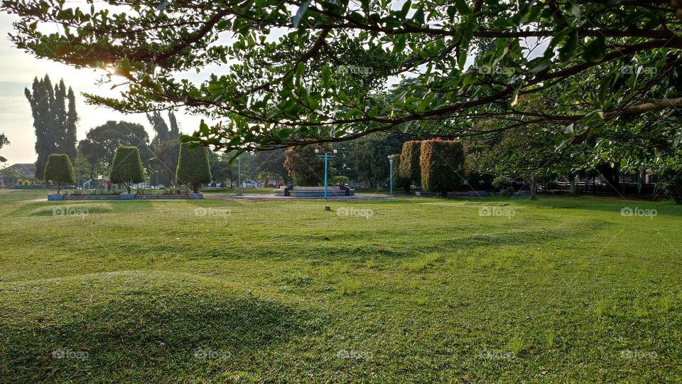 Green field in the morning