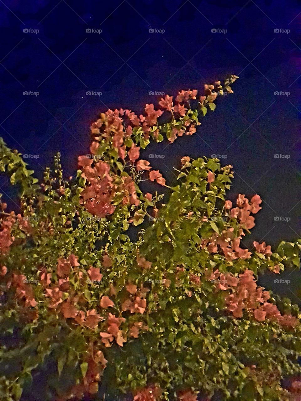 night flowers