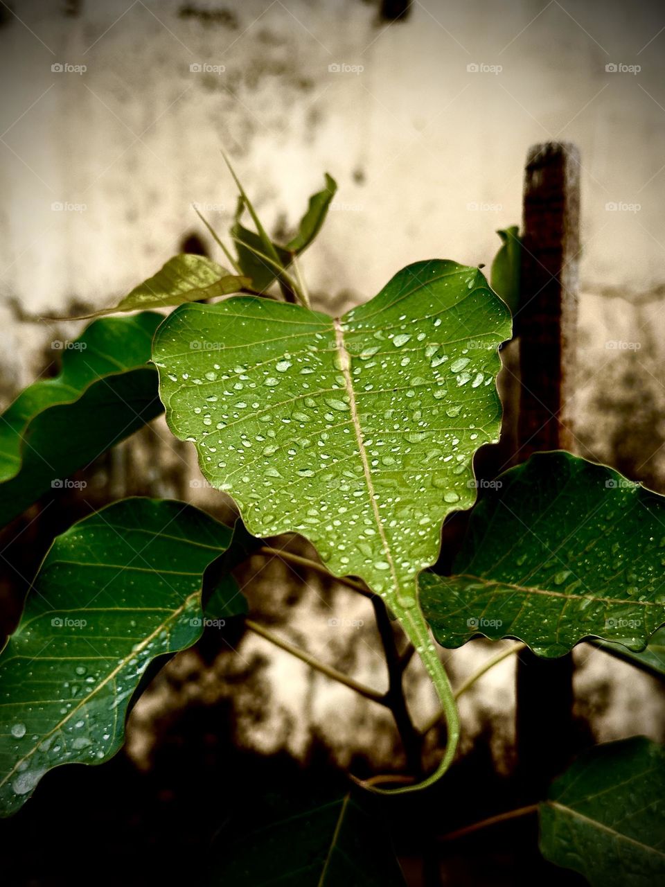 Raindrops on Leaf