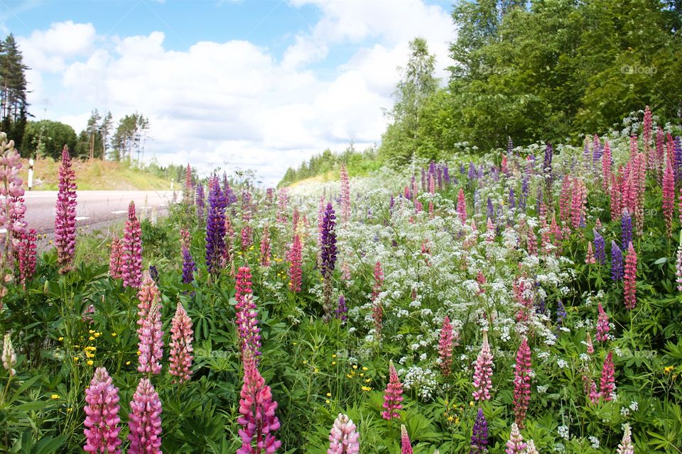 Lupines at roadside