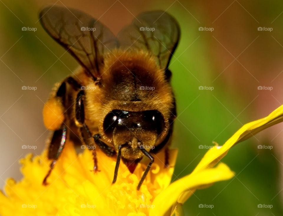 Bee collects pollen from a yellow flower
