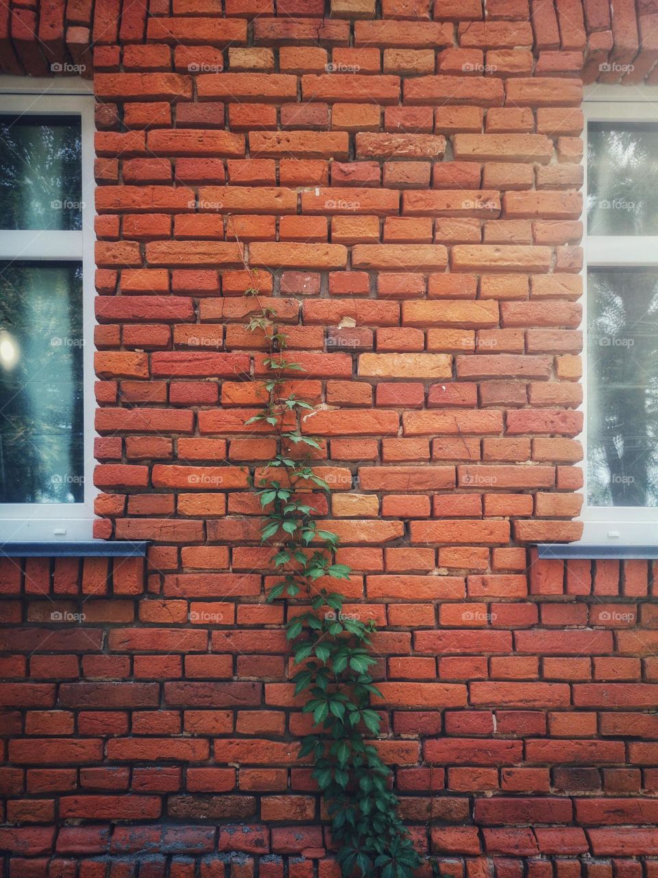 Wall and ivy