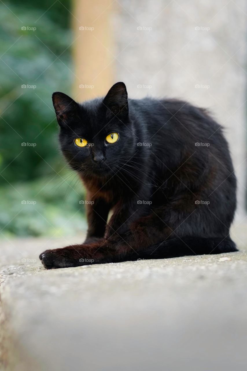 Black cat