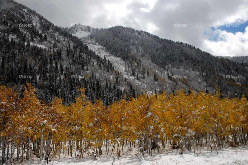 Big Cottonwood Canyon in Utah. Evergreens behind Aspins - first snow of the year