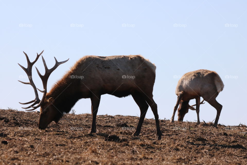 Moose on a pasture-fauna and flora needing each other