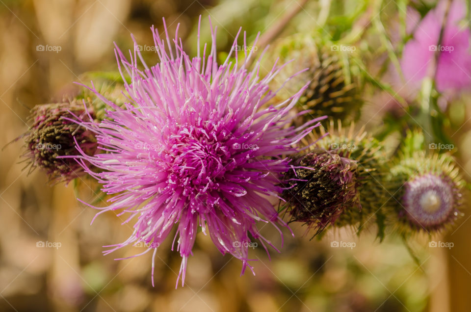 Wild purple thistle in the fall