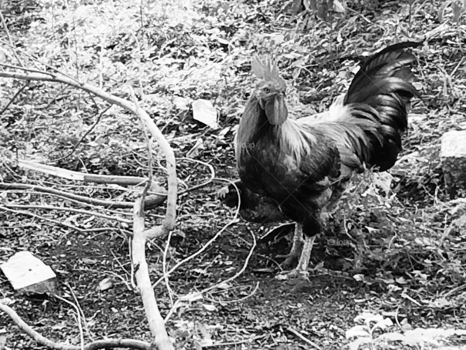 cock chicken black and white 