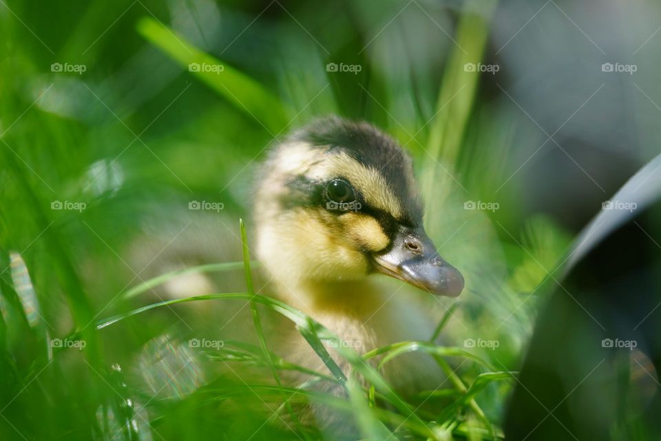 Indian Runner duck try to hide