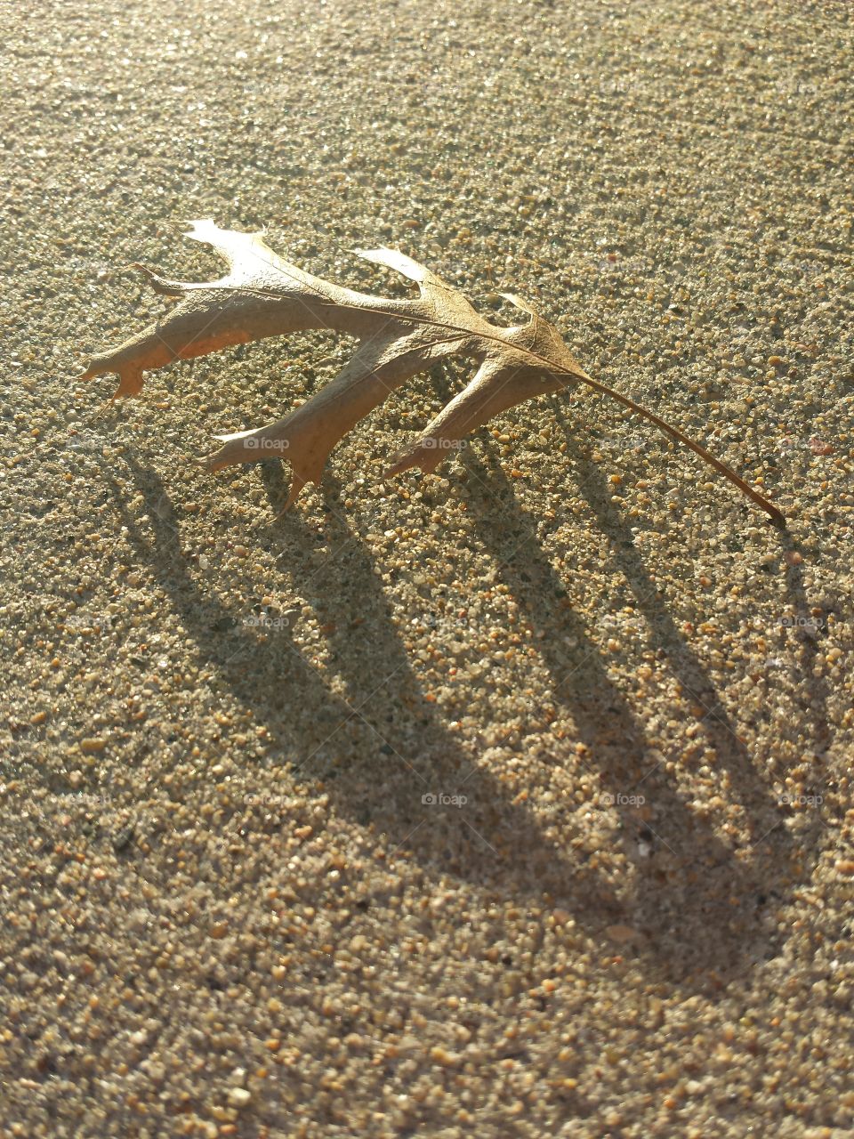 Sunlight falling on dry leaf