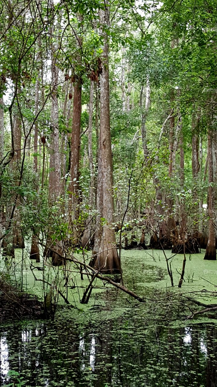 Florida Swamp