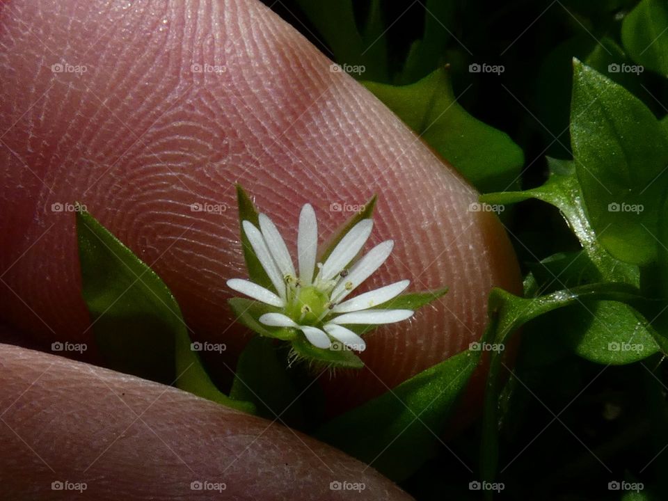 Beautiful small flower