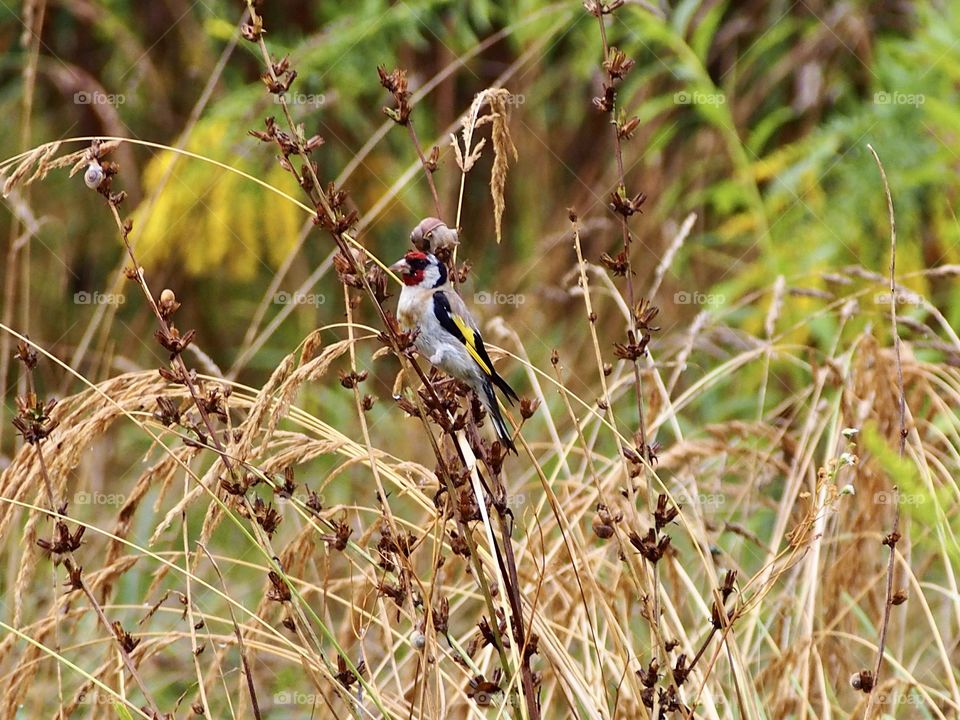 Goldfinch