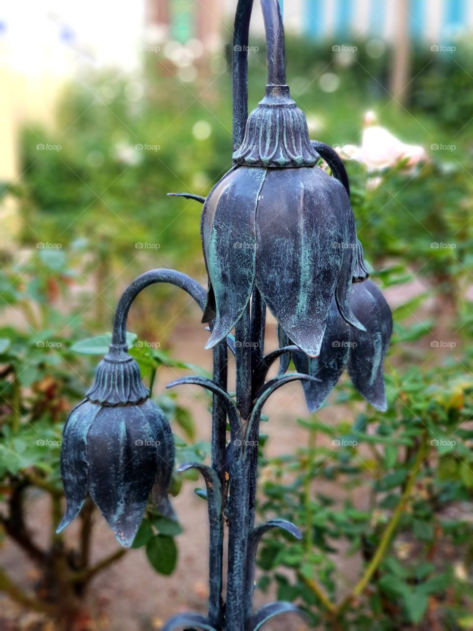 Lamp and roses