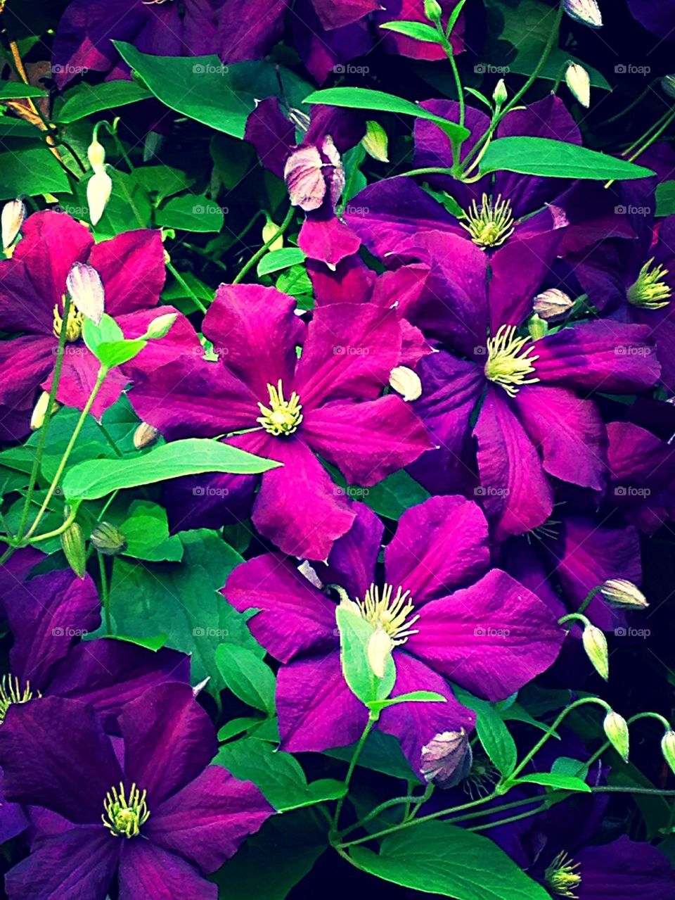 Clematis explosion