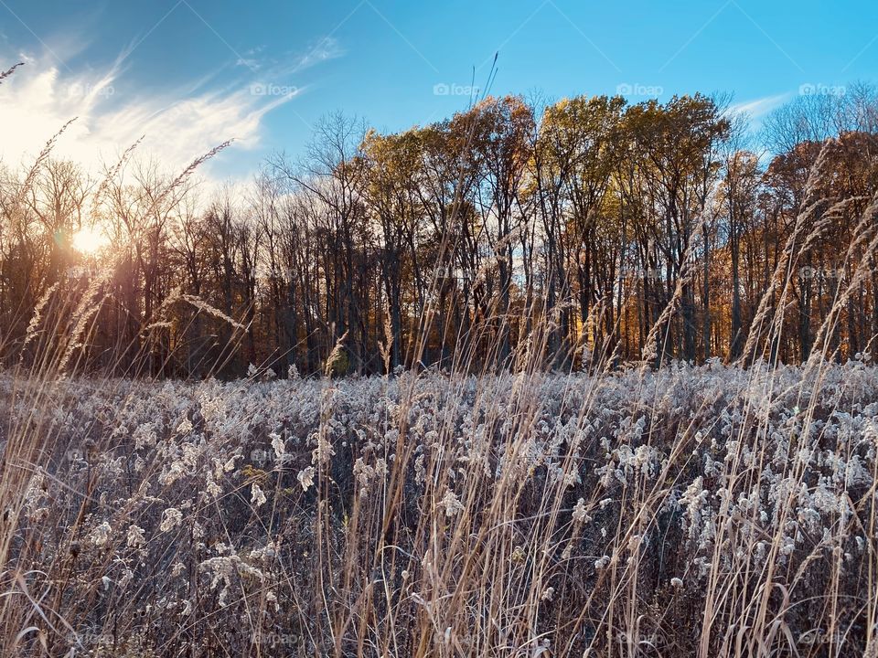 Beautiful walk through a meadow and woods