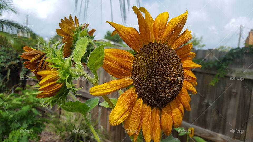 Sunflower: Over the Shoulder