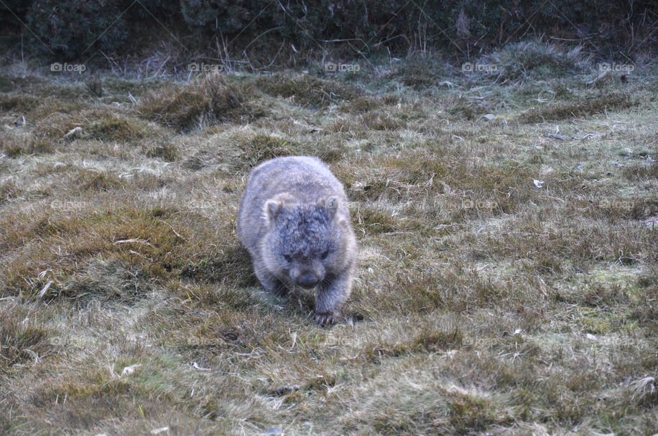 Baby Wombat