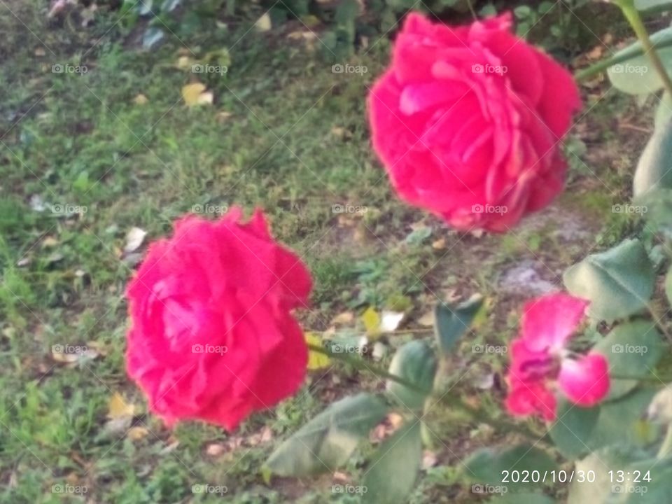 triángulo de rosas