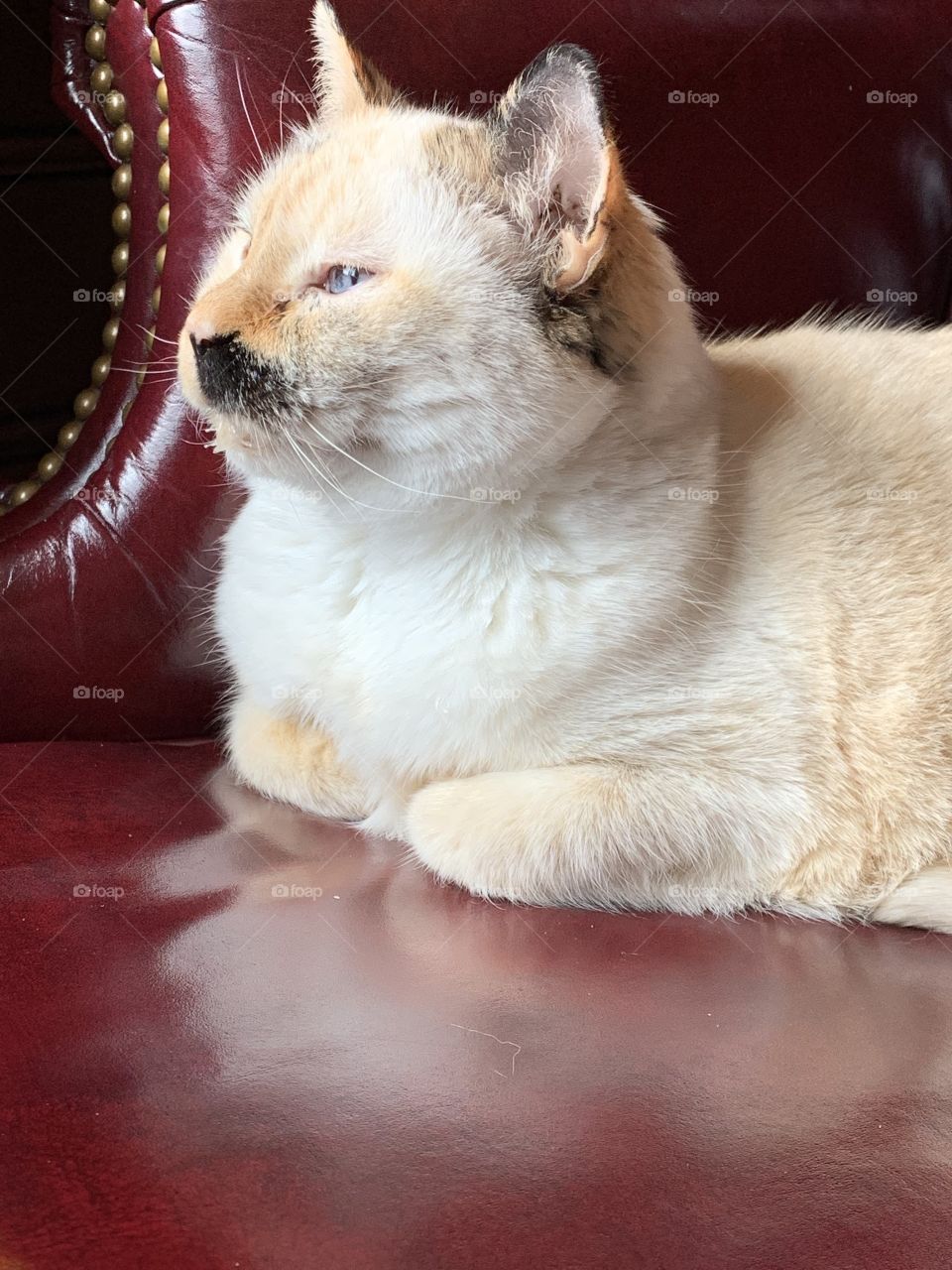 A beautiful blue-eyed Siamese cat sitting on a maroon leather desk chair. She contemplates life and how best to take over the world.