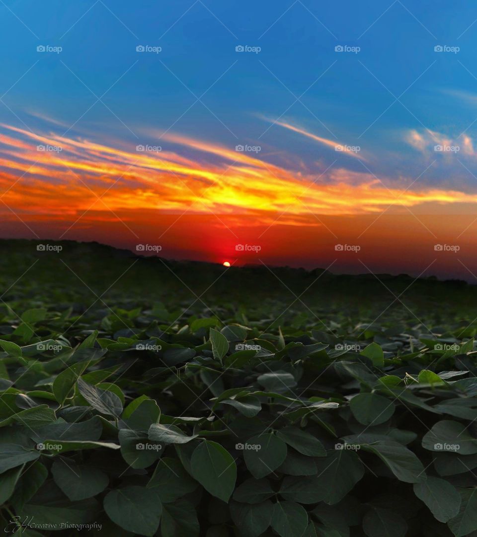 Farmers Field Sunset. Camera-Canon EOS 6D Mark II and Lens- Sigma 35mm Art Lens. 