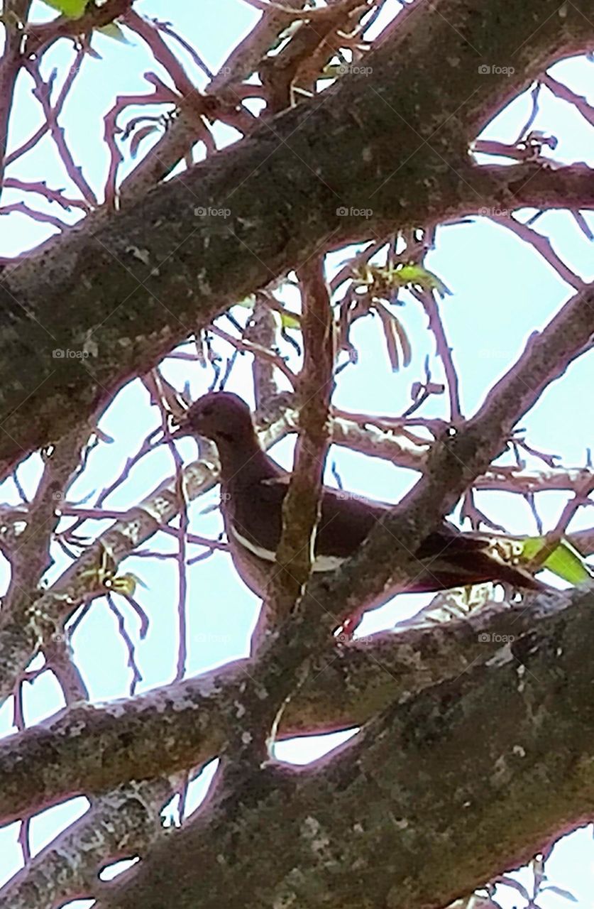 White-winged dove in tropical South Texas.