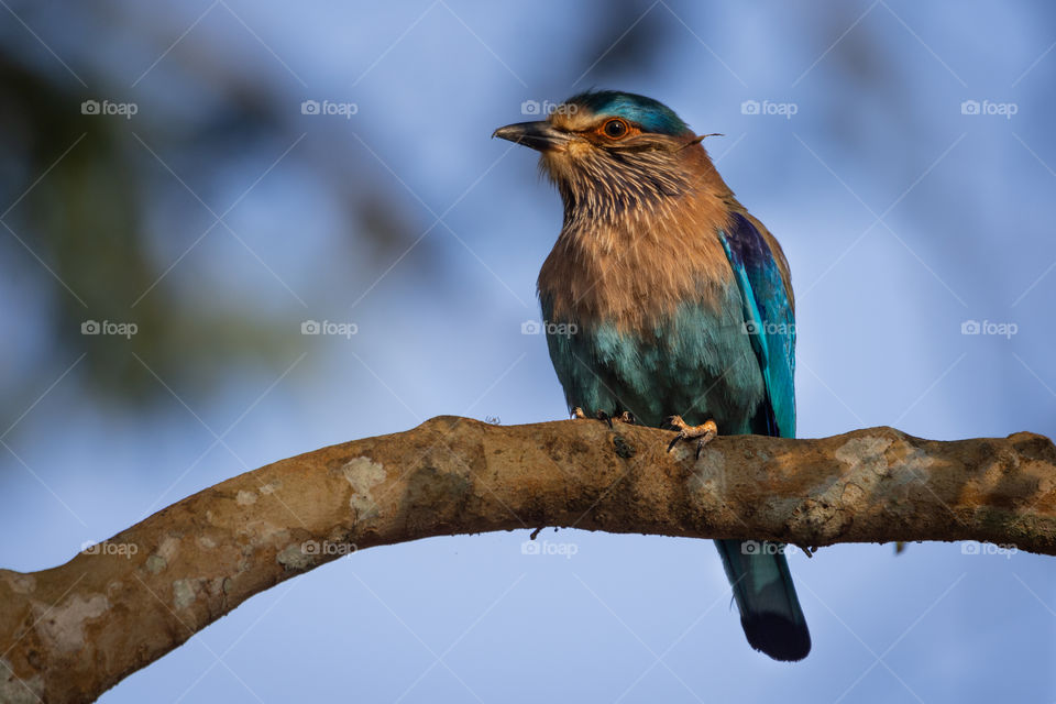A blue Indian Roller bird sitting on a tree branch.