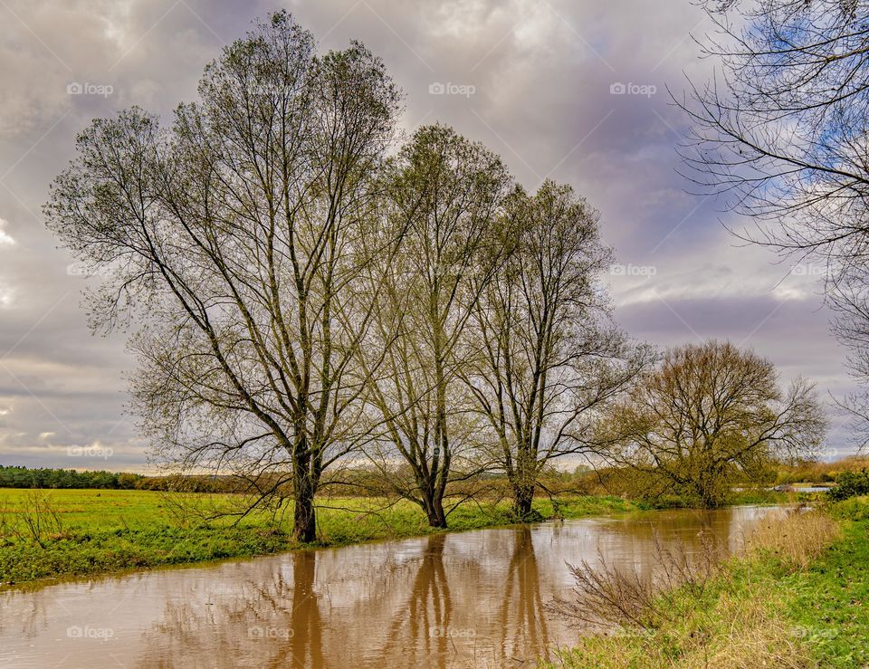 Trees reflecting on the flooded river bank with a cloudy sky.