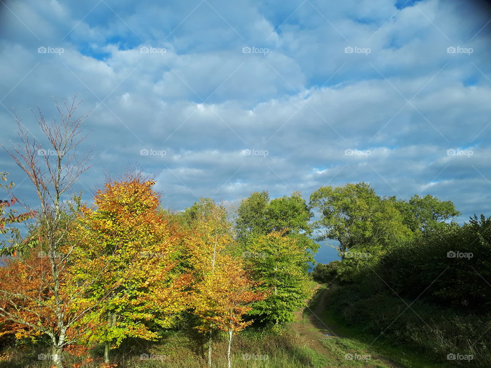 Tree, No Person, Landscape, Nature, Fall