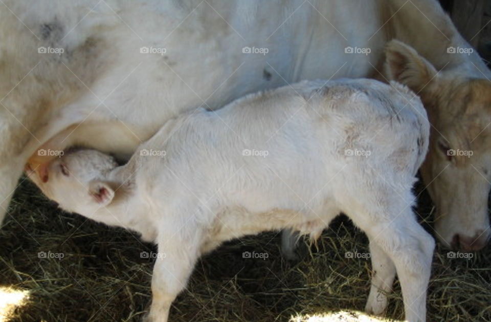 nursing calf