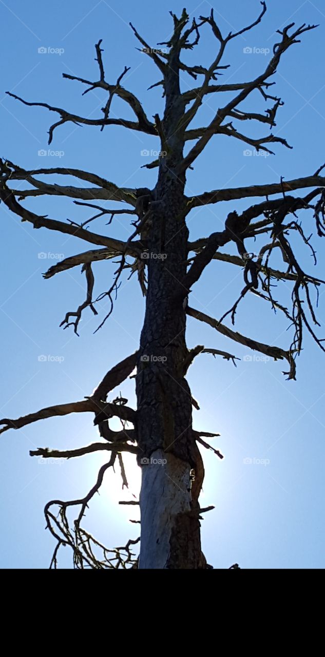 Dead Tree Blocking Sun
