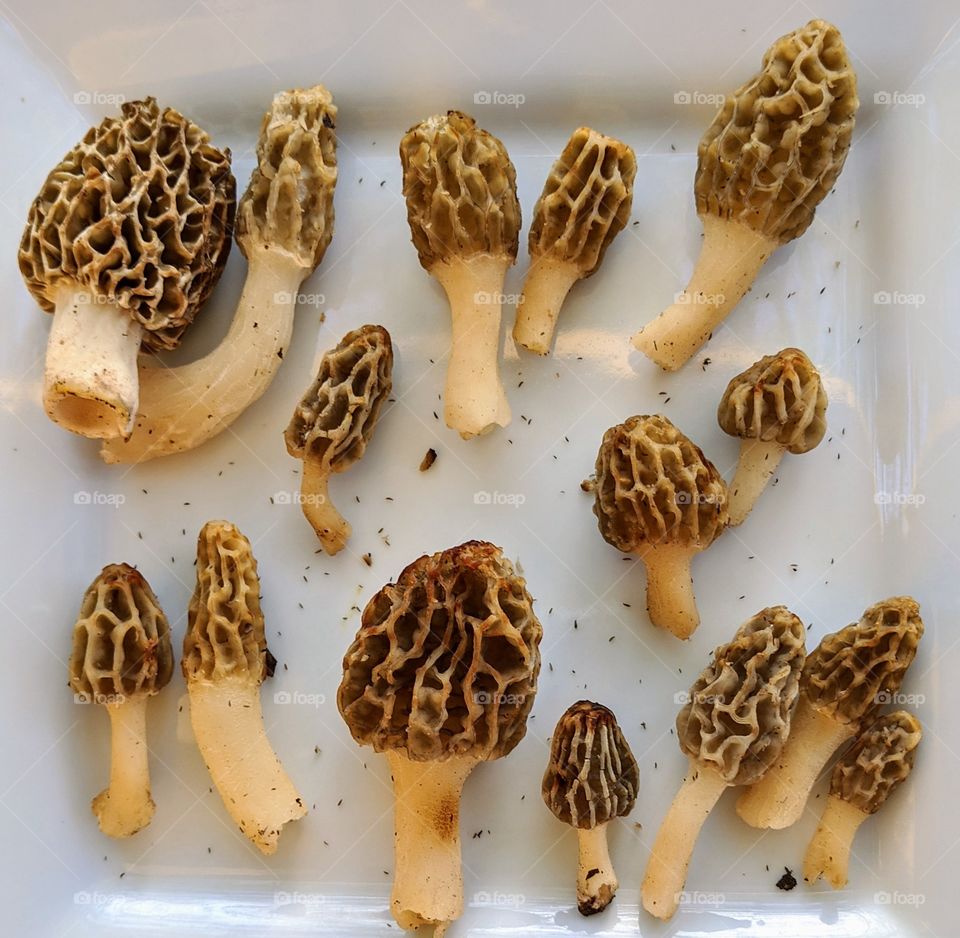 morels
