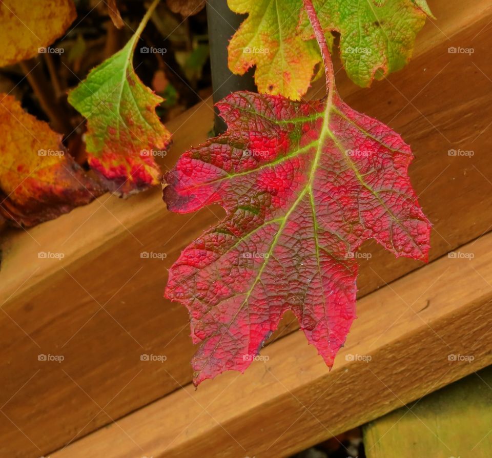 Oak leaf hydrangea leaf