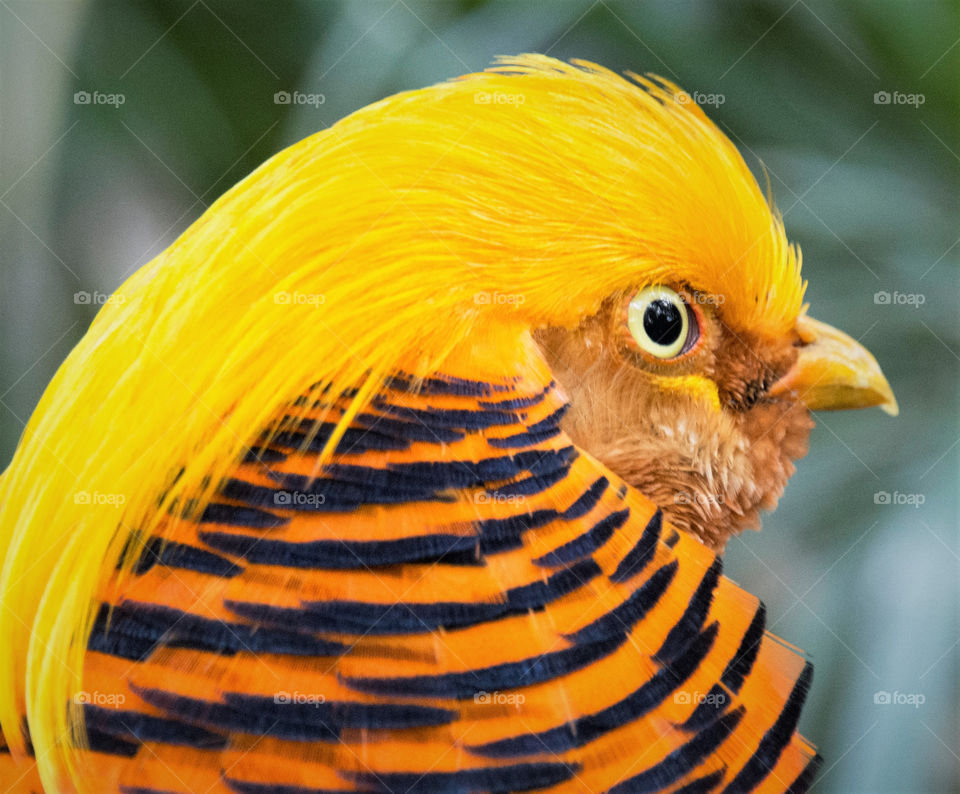 Golden pheasant 