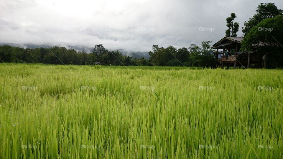 Lush  drop on Green rice. Lush  drop on Green rice with hut, paddy field somewhere in Thailand, landscape,