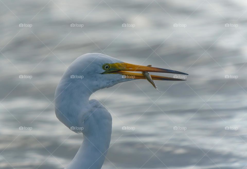 Great egret with a fish in it’s beak