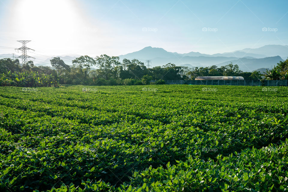 beautiful tea garden in the morning